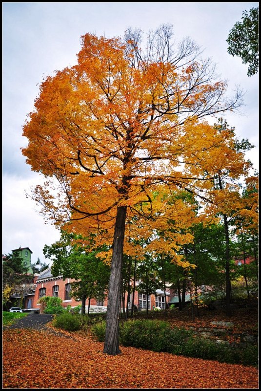 DSC_2615_1.jpg