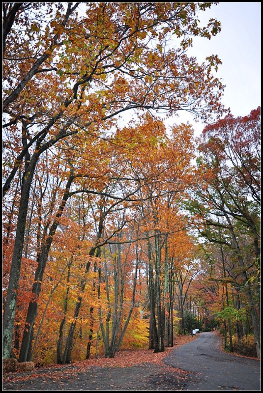 DSC_3006_1.jpg