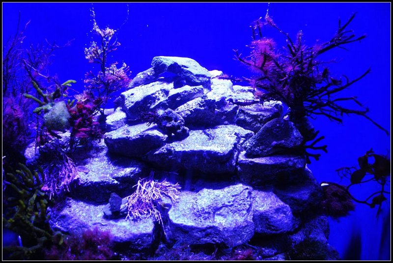 DSC_3950_1.jpg
