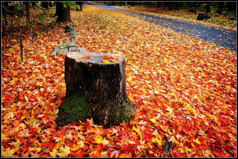 DSC_4922_1.jpg