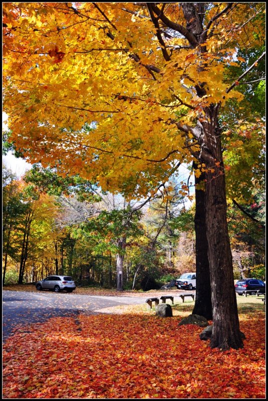 DSC_4933_1.jpg