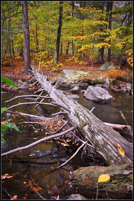 DSC_3755_1.jpg