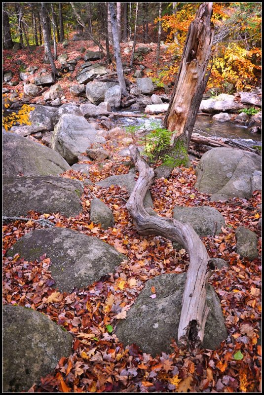 DSC_3775_1.jpg