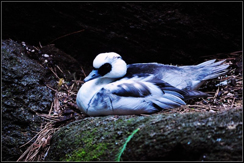 DSC_4245_1.jpg