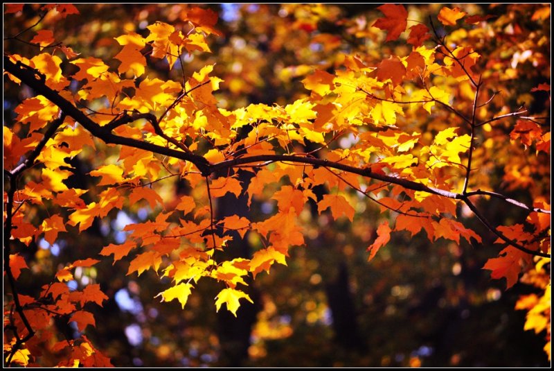 DSC_4252_1.jpg