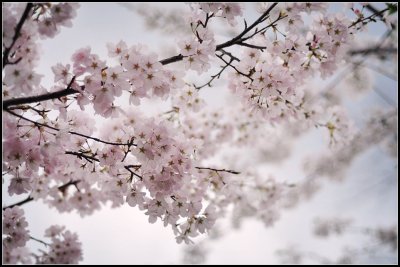 Veterans Memorial Park Cherry blossom