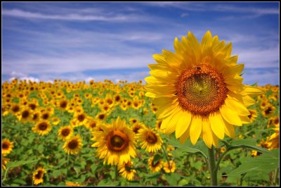 Clear meadow farm sunflowers