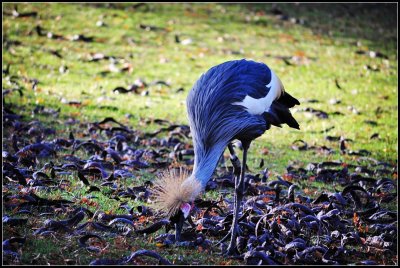 DSC_4446_1.jpg