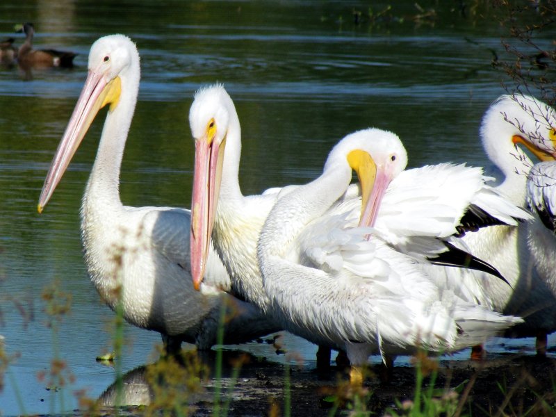Pelicans 025.jpg