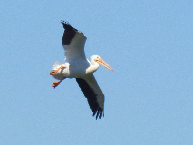 White Pelican in Flight