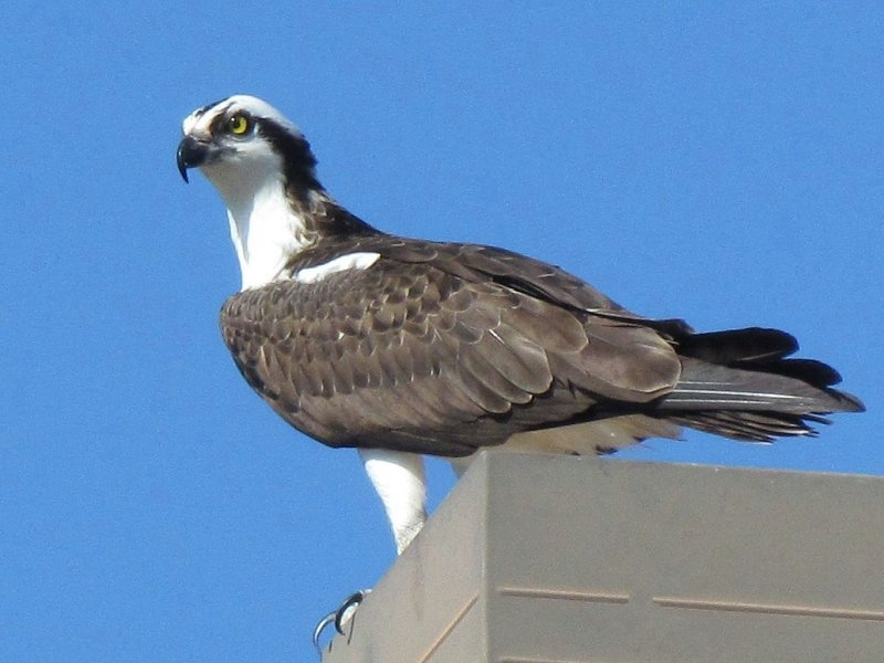 Osprey 
