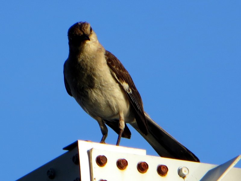 Mockingbird Contemplating
