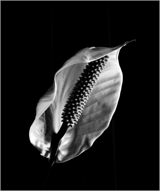 Peace Lily