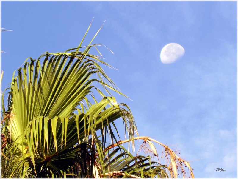 Fronds and the morning moon