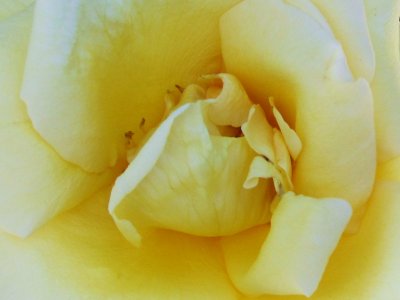 Yellow Beauty