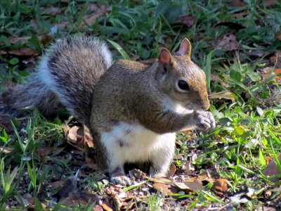 Felts Preserve 010