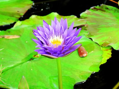 WATER LILIES AND LOTUSES