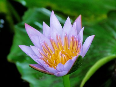 Water lily 002.jpg