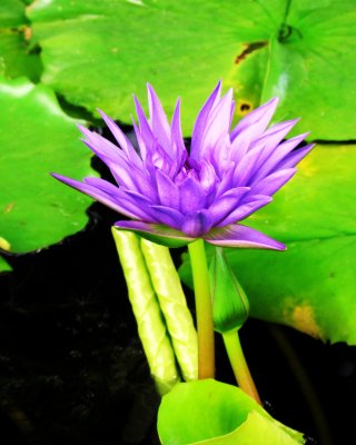 Water lily 004.jpg
