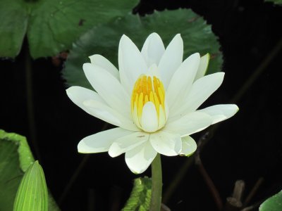 Water lily 006.jpg