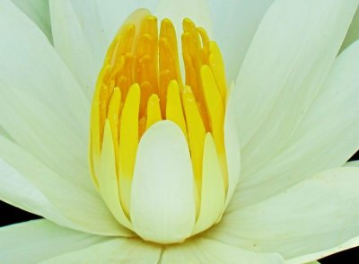 Water lily 007.jpg