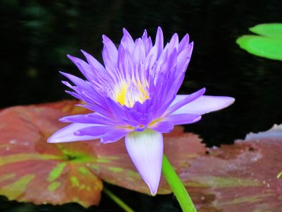 Water lily 011.jpg