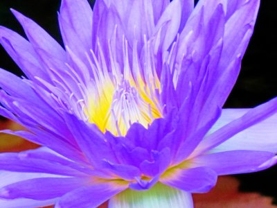 Water lily 011a.jpg