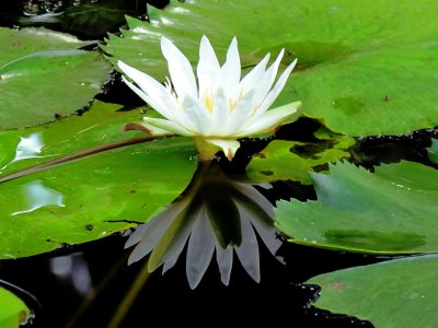Water lily 013.jpg