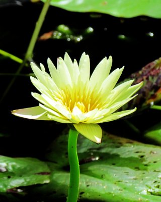 Water lily 016a.jpg