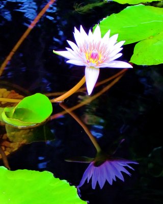 Water lily 019.jpg