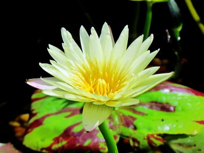 Water lily 027.jpg