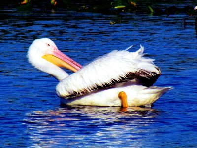 Pelicans 008a.jpg