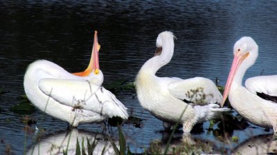 Pelicans 031.jpg