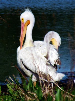 Pelicans 037.jpg