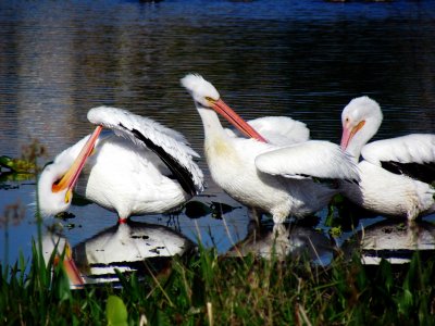 Pelicans 038 Grooming.jpg