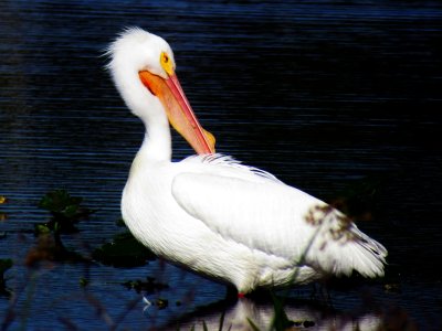 Pelicans 047a.jpg