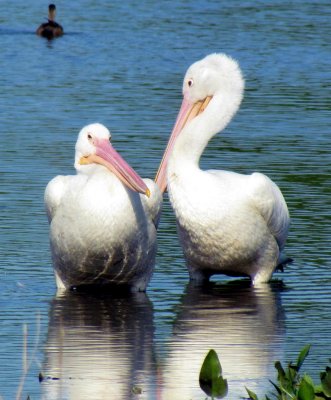 A sweet couple