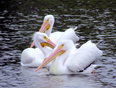 White Pelican 043.jpg