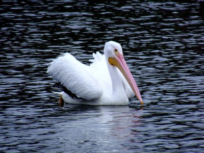 White Pelican 044.jpg