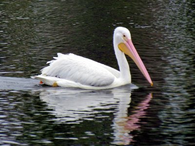 White Pelican 047.jpg