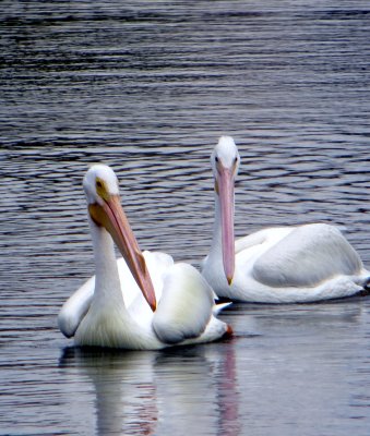 White Pelican 056.jpg