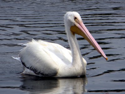 White Pelican 057.jpg