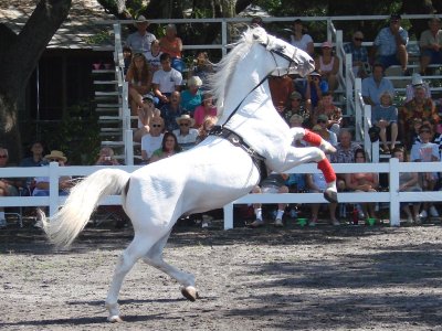 Stallion of Austria