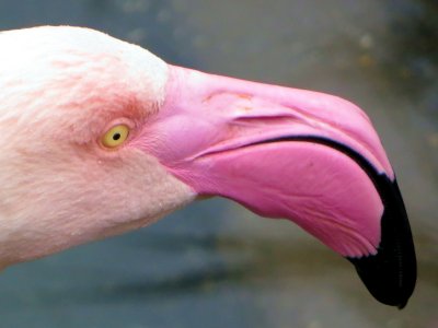 Animal Kingdom 
