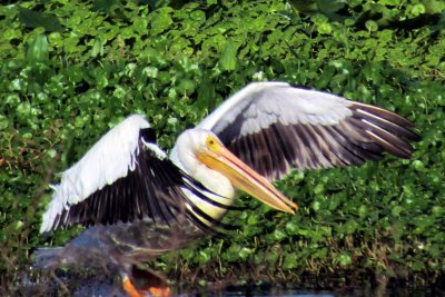 AMERICAN WHITE PELICAN