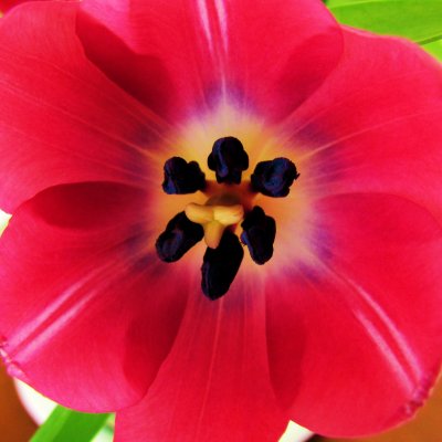 Stigma and Anthers