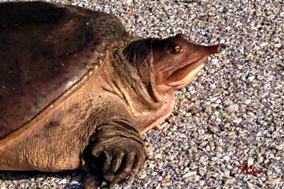 Soft-shell turtle 