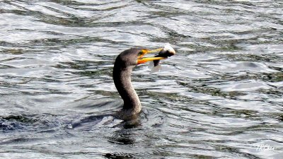 Florida Cormorant