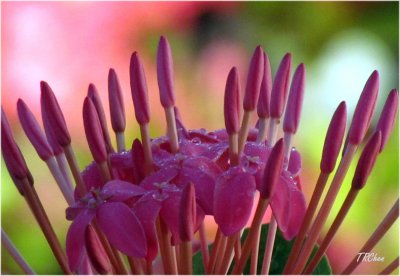 Dew on the Ixora
