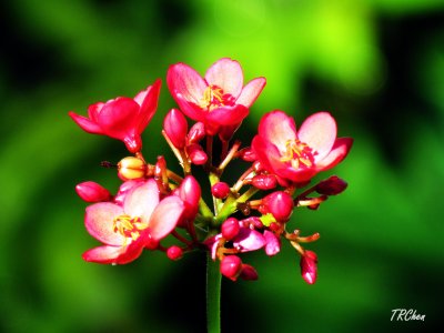 Blooming Alone(2)